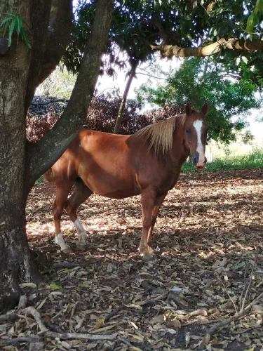 Égua meio sangue prenhez de cavalo puro 
