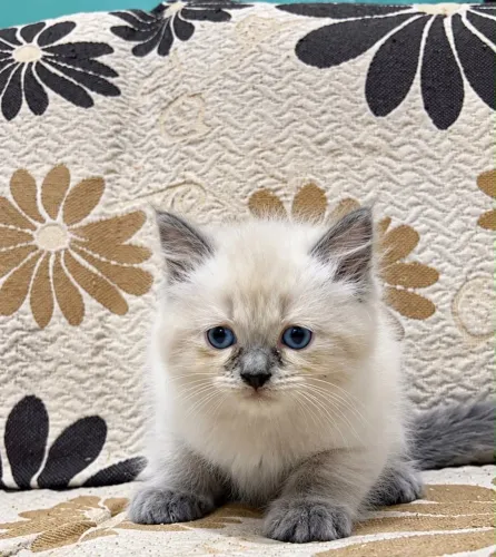 Vende-se filhote de gato da raça persa