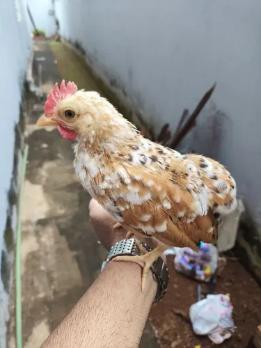 Mini garnizes macho