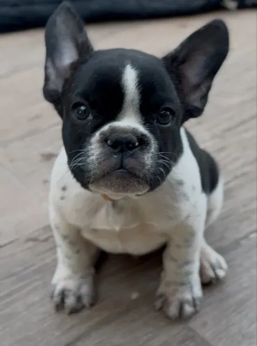 Buldog francês macho com pedigree 3mil
