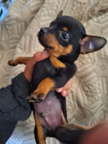 Pinscher Macho zero