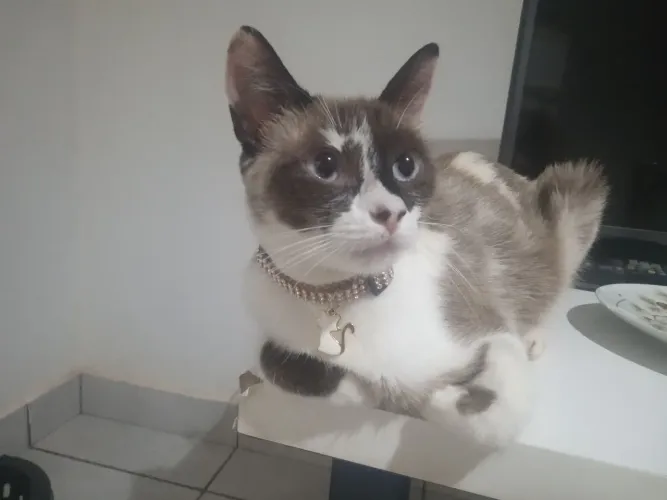 Doação responsável gatinha fêmea de 1 ano