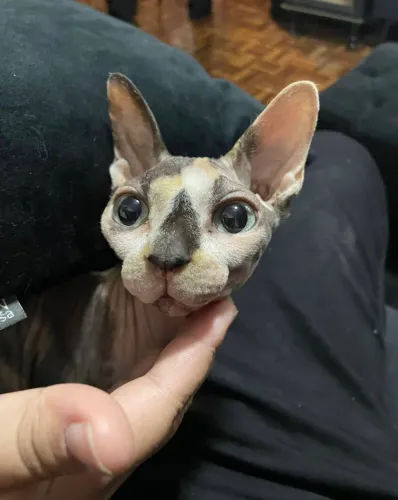 VENDO gata raça Sphynx ADULTA