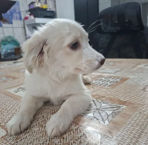 Filhotes Maltes