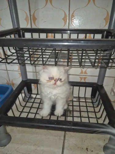 Gatos persas ( 2 machos )