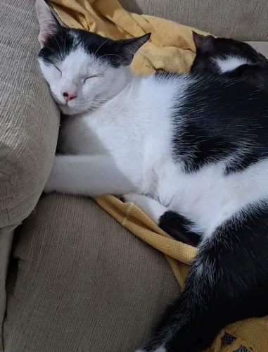 Gato macho castrado