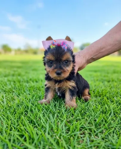 Yorkshire Mini Encantadora