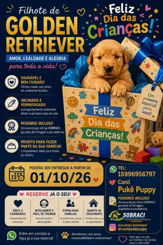 Filhotes Golden Retriever
