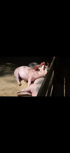 Venda de Suínos