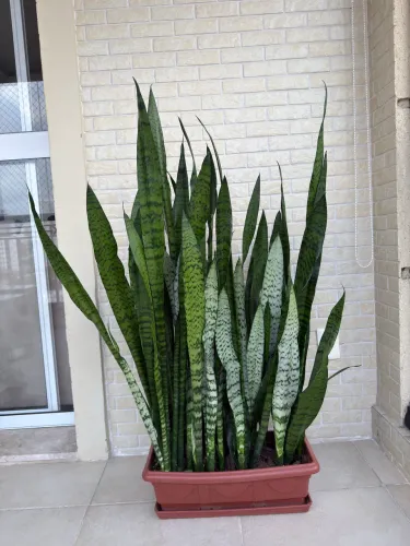 Espada de São Jorge Grande + Vaso Decorativo + Prato.