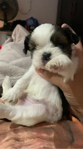 Filhote de shih tzu