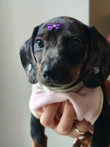 Cachorra fêmea Dachshund filhote