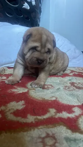 Filhote pet shar pei