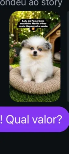 Spitz macho exótico 