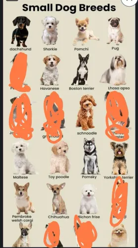 Estou procurando um cachorro porte pequeno