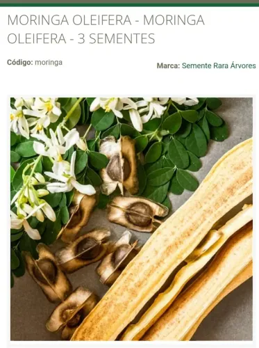 Sementes de moringa