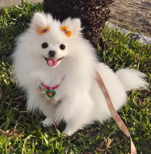 Lulu da Pomerania Anao Promocao