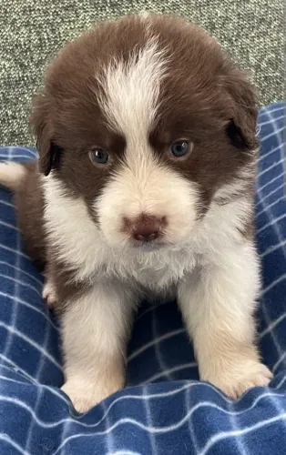 Border Collie o filhote certo para quem ama inteligência e carinho