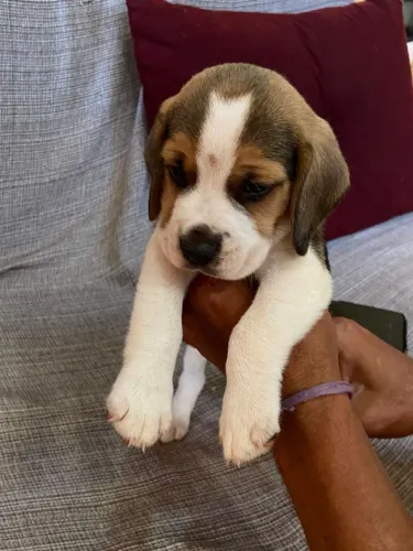 Beagle