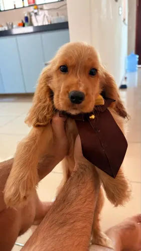 Vendo Cocker spaniel