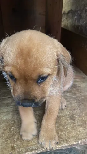 Doação de uma filhote de cachorro 