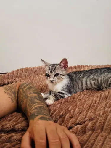 Gata femea 