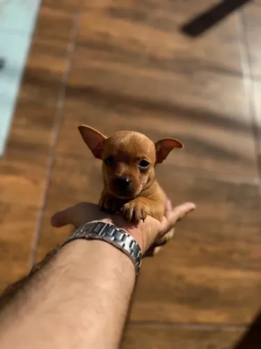 Filhote Pinscher mini pedigree 