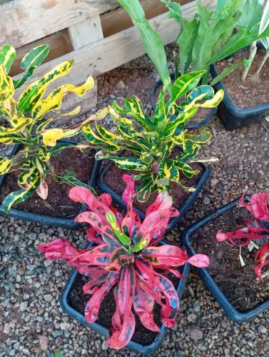 Crotons coloridos e de fácil cultivo, entregas em Caitité e Guanambi