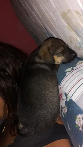 ADOÇÃO 