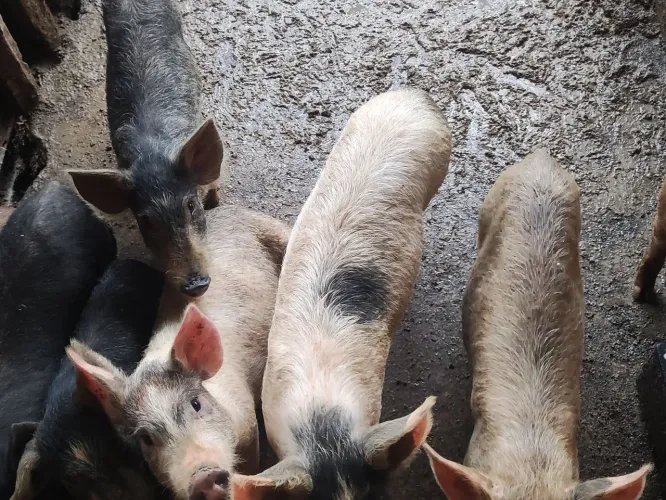 Leitões para venda - R$ 200 cada