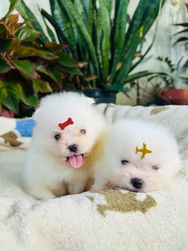 Spitz-alemão-anão Lulu Da disponíveis, trabalhamos com todas as raças 