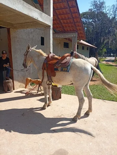 Mula das bem linda e mansa!!