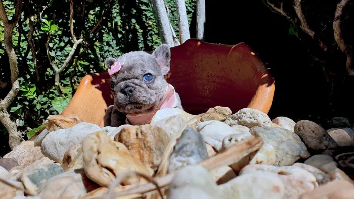 Buldogue francês