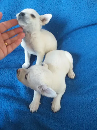 Fêmeas de pinscher miniatura brancas