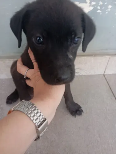 Doa-se filhote de labrador