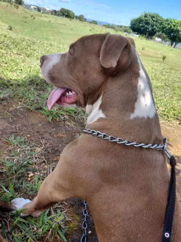 Vendo FILHOTE de PitBull (8 meses)