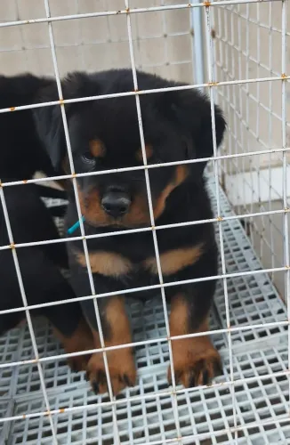 Macho com 50 dias duas doses de vacina importada e pedigree CBKC