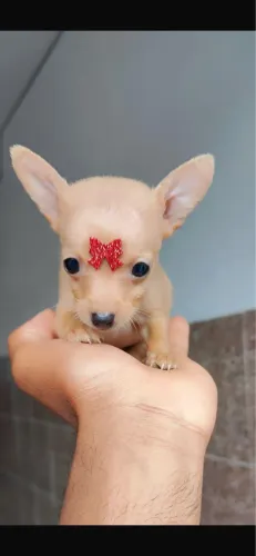 Pinsher vacinado com 48 dias 