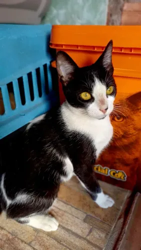 Doação dessa linda gata.