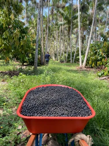 40 hectares com açaizal ,cacau,pupunha,pimenta em produção há 50 km de Belém