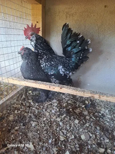 Galinha Belgian