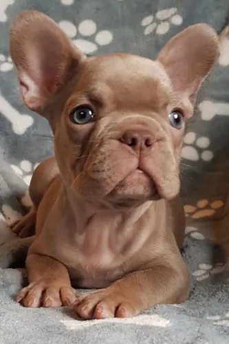 Bulldogue Francês - Um Pet Cheio De Charme Para Conhecer O Melhor