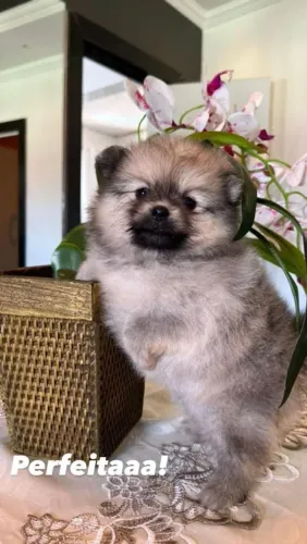 Lulu da Pomerânia