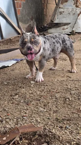 Cobertura American Bully Exotic Tri Blue Merle