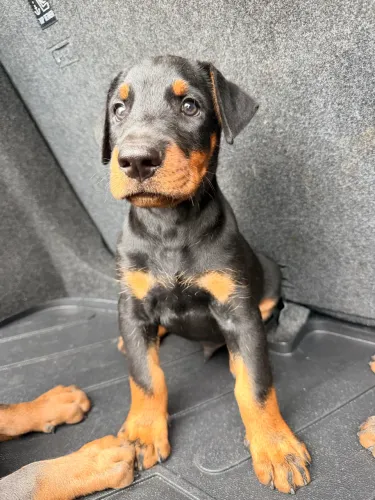 Doberman 