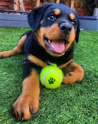 Rottweiler Laços que nascem sem perceber