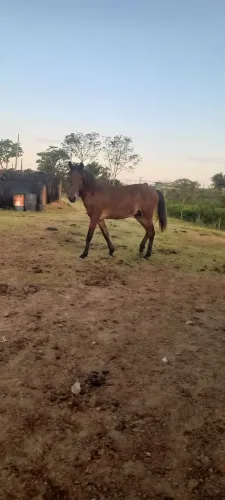 Cavalos