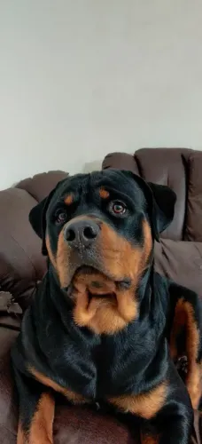 Rottweiler cabeça de touro parcelo até 18x aa//
