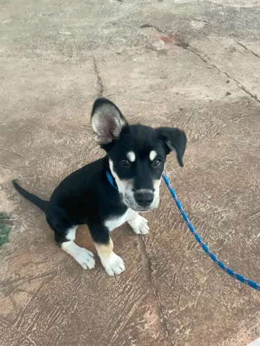 cachorro