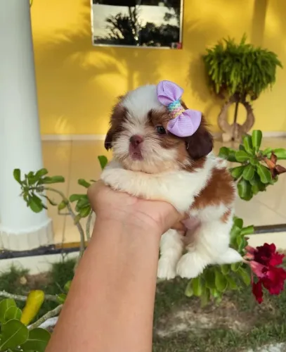 Shih tzu Fêmea Pronta Entrega!! Garanta ja a sua Peludinha